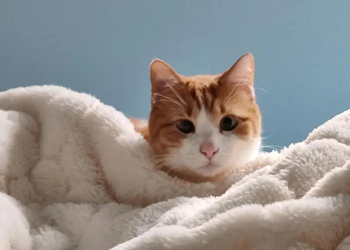 La Casa Blu B&B 나폴리